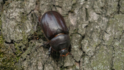 A Ukrainian rhinoceros beetle on a tree