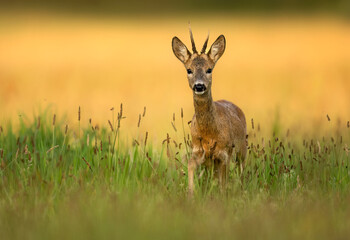 Roe deer male ( Capreolus capreolus )