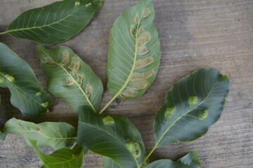 struck foliage walnut mites
