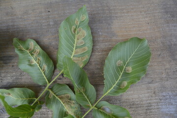 struck foliage walnut mites