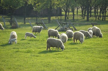 Obraz premium a flock of sheep in a meadow in a village