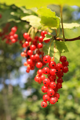 Red currant berries on a branch in the garden in summer. Selective emphasis on garden berries. Vertical frame.