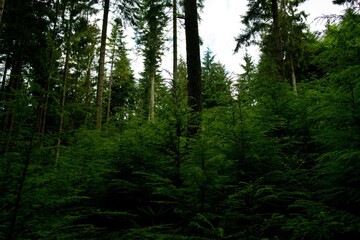 Conifer forest with young Trees