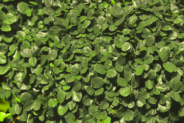 green leaves pattern background natural wallpaper