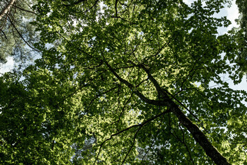 Fototapeta premium green leaves background
