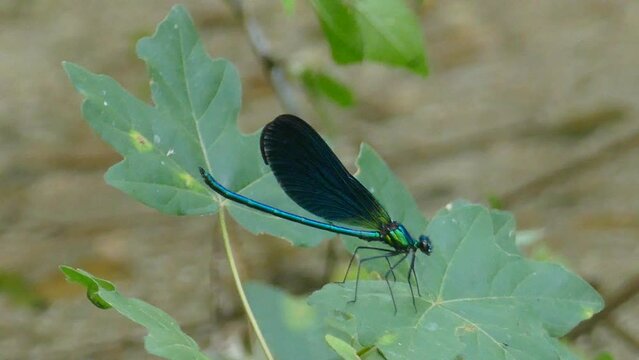 video libellula in 4k