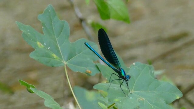 video libellula in 4k