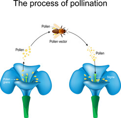 pollination. Honey bee is an animal of pollinator, flower, and pollen.