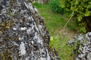 dandelion on stone with lichen