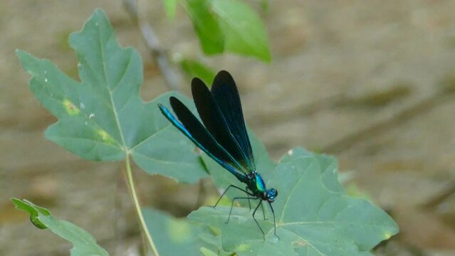 video libellula in 4k