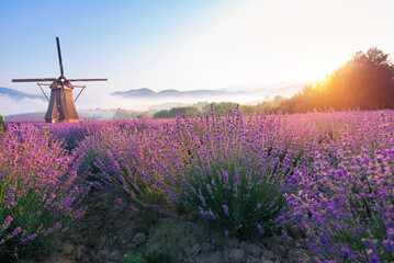 Lavender field summer sunset landscape near Valensole.Provence,France