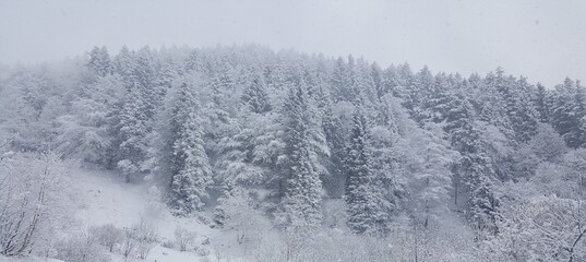 Naklejka premium snow covered trees