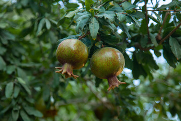 Pomegranates are growing on the branch