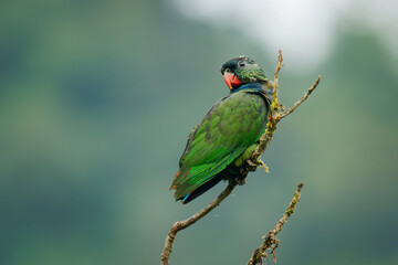 Red-billed Parrot (Pionus sordidus) sitting on the branch with far green background. Little parrot...