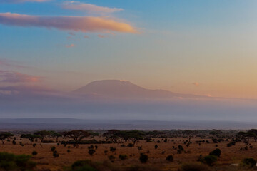 View of the Mount Kilimanjaro, the highest peak of Africa. Mountain silhouette in the setting sun with blue and red background and african savanna in the foreground