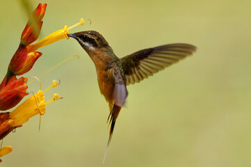 Tawny-bellied Hermit (Phaethornis syrmatophorus) pollinating flowers in Ecuador. Tiny beautiful and...