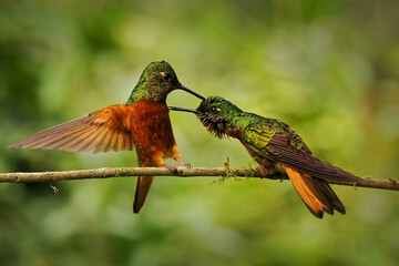 Chestnut-breasted Coronet (Boissonneaua matthewsii), beautiful green and red hummingbird. Two small hummingbirds fighting on a branch with green background