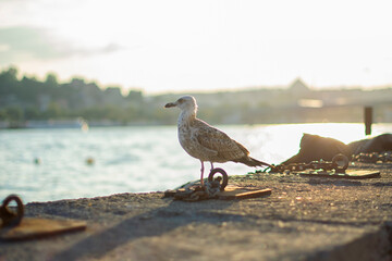 Seagull in front of the new mosque with a blurred background. Sea gull standing on his feet on the beach at sunset.
