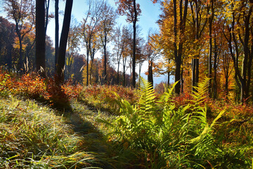 Autumn nature forest tree landscape