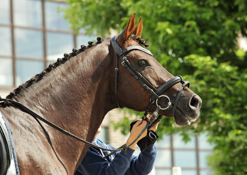 Dressage sports horse portrait against light wall background