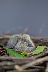 Taubenküken, Nest, Brut