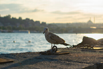 One iron rings with which the boats are tied to the pier. Seagull and sea out of focus in the background.