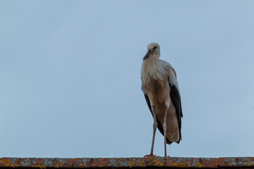 Jungstorch steht auf dem Dach und erkundet seine Umgebung.