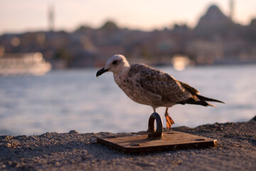 One iron rings with which the boats are tied to the pier. Seagull and sea out of focus in the background.