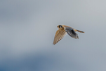 American Kestrel Falco sparverius in flight with room for a title