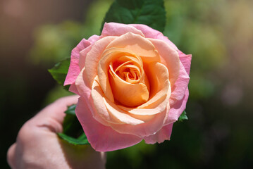 orange rose in hand on green blurred background