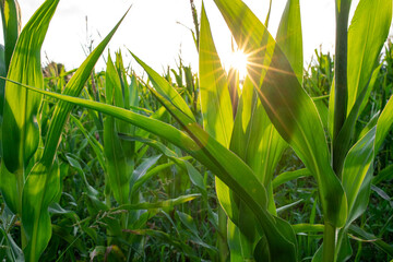 Ukrainian green cornfield in close-up composition and sun glare