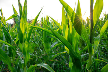 Ukrainian green cornfield in close-up composition and sun glare