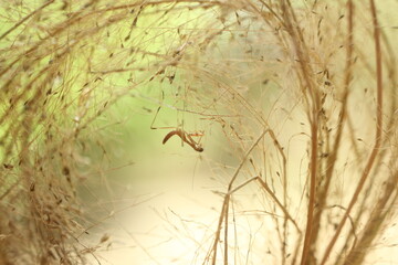 mantis child in dry flower