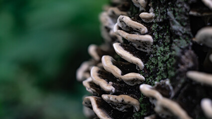 mushrooms on the tree