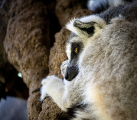 A pensive lemur in profile
