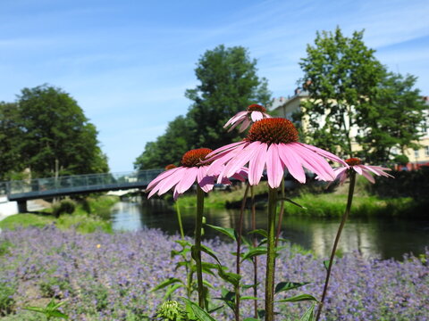 flowers on the boulevard in Slupsk, Poland