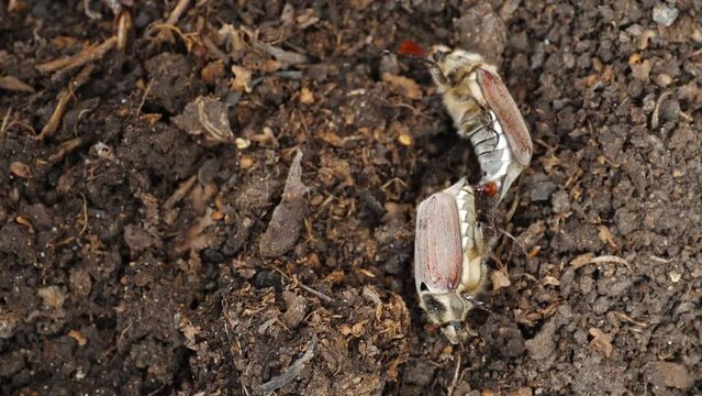 Maybugs mate in spring. Cockchafer or Doodlebug (Melolontha melolontha) a large hairy brown beetle, a pest on the soil surface.