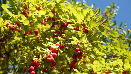 Obraz premium Branches with cherry plum berries in summer.