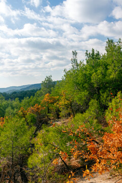 The Dadia-Lefkimi-Soufli Forest National Park, a major natural reserve in Thrace region, northern Greece, an immensly important sanctuary of wildlife that recently has suffered by devastating fires 