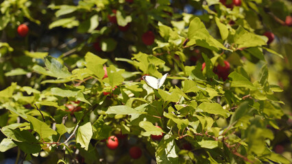 A white butterfly flies up from a tree branch.