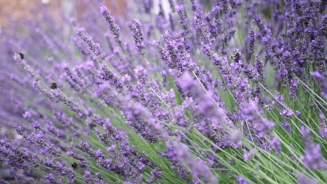 Flying bumble-bee gathering pollen from lavender blossoms. Close up Slow Motion. Beautiful Blooming Lavender Flowers swaying in wind. Provence, South France, Europe. Calm Cinematic Nature Background