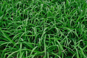 Texture of a high green grass in field.