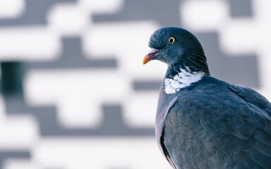Close-up of a gray pigeon. Concept of usual bird in the cities.