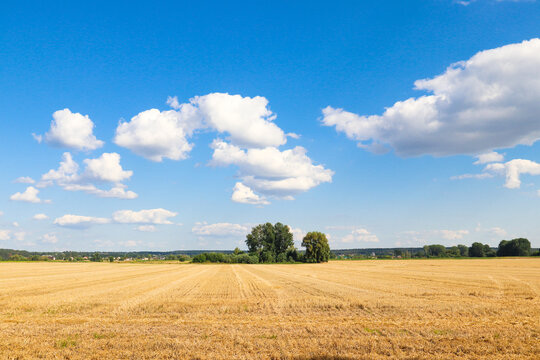 A field of cut wheat against the background of trees and the sky. Photo of nature.