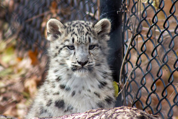 Snow Leopard cub