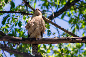Cooper's Hawk