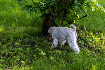 Gray-white schnauzer on the grass, on a leash.
