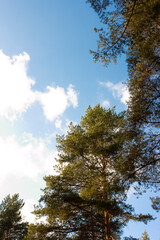 Obraz premium Crown of pine trees in blue sky