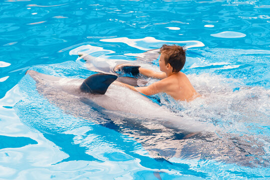 Kid And Dolphin Communication. Dolphins Assisted Therapy For Boy, Boy Is Swimming With Dolphins In Blue Swimming Pool 