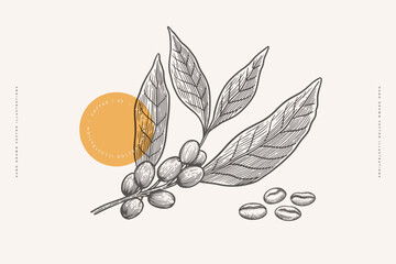 Isolated branch of coffee with leaves and grains on a light background. Plant for making an invigorating drink in the style of engraving. Concept of organic drinks. Vector botanical illustration.